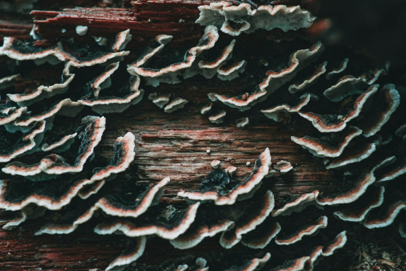 Turkey tail (Trametes versicolor) mushrooms growing on a rotting log.