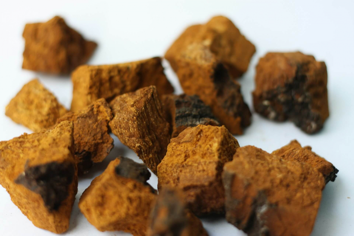 Picture of Chaga mushroom